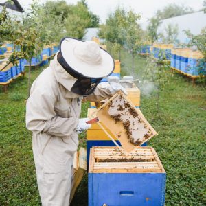 Câinii în apicultură: Protejarea albinelor